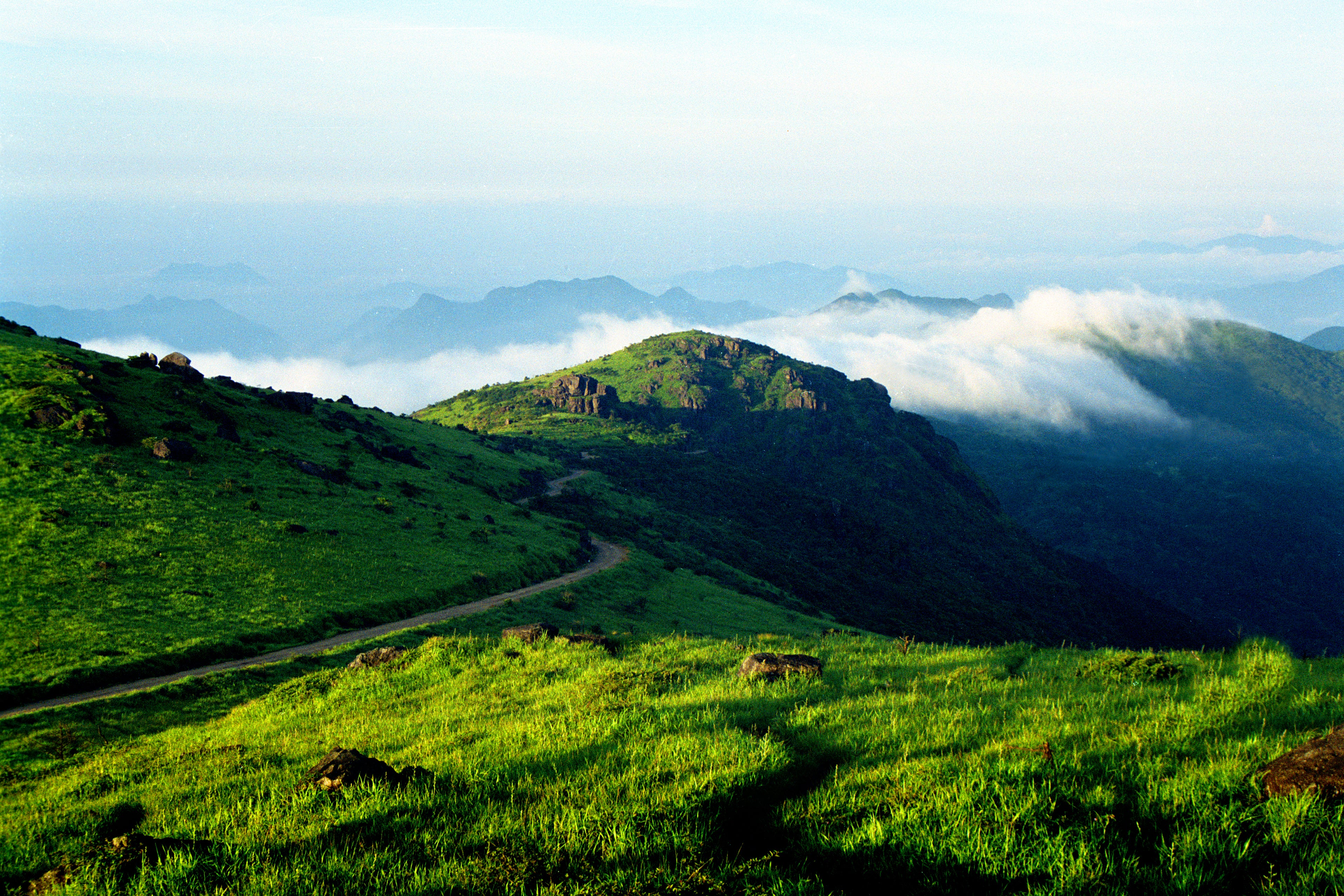 Discover How We Make Zhengshantang Black Tea