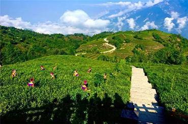 Tea Region - Badong Black Tea - Lapsangstore