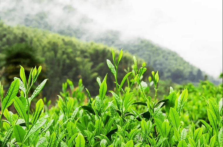 春——一杯正山春茶的诞生 - Lapsangstore