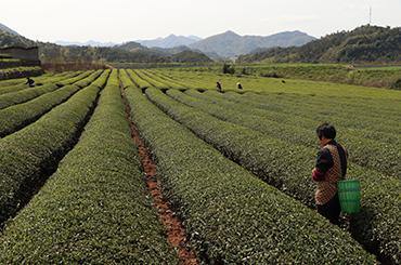 Tea Region - Kuaiji Black Tea - Lapsangstore