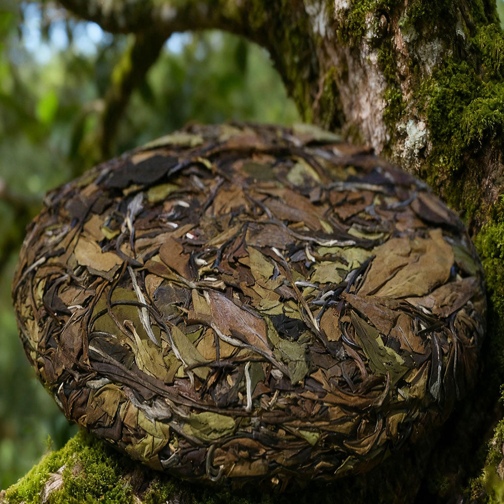  무상(无相)송압 차병 수미300g[WT03]