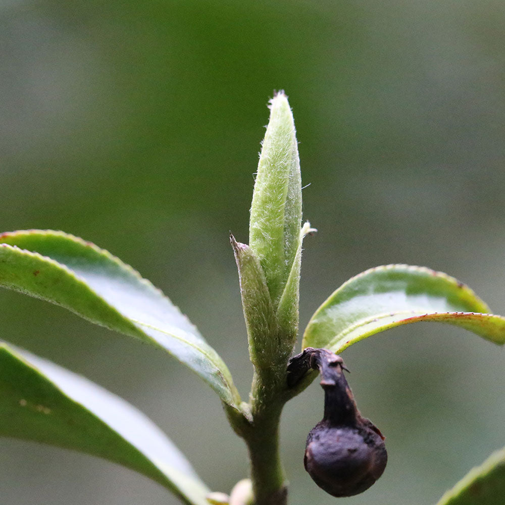 조여(鸟余)백호은침 60g 틴케이스[WT02]