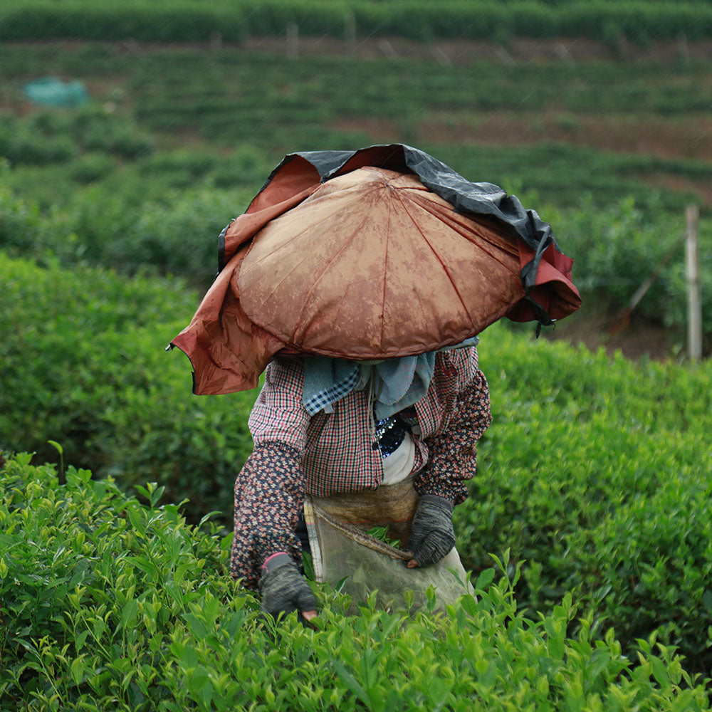  무상(无相)송압 차병 수미300g[WT03]