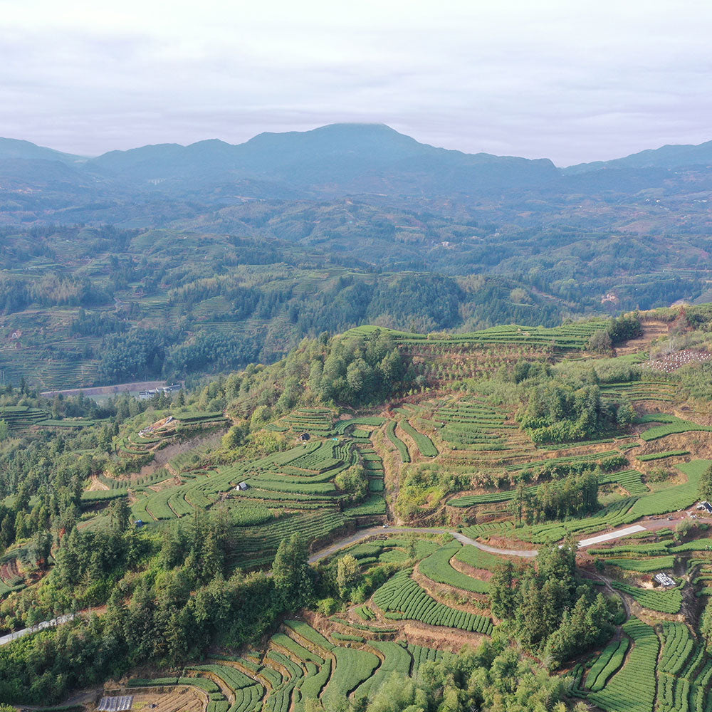 조여(鸟余)백호은침 60g 틴케이스[WT02]