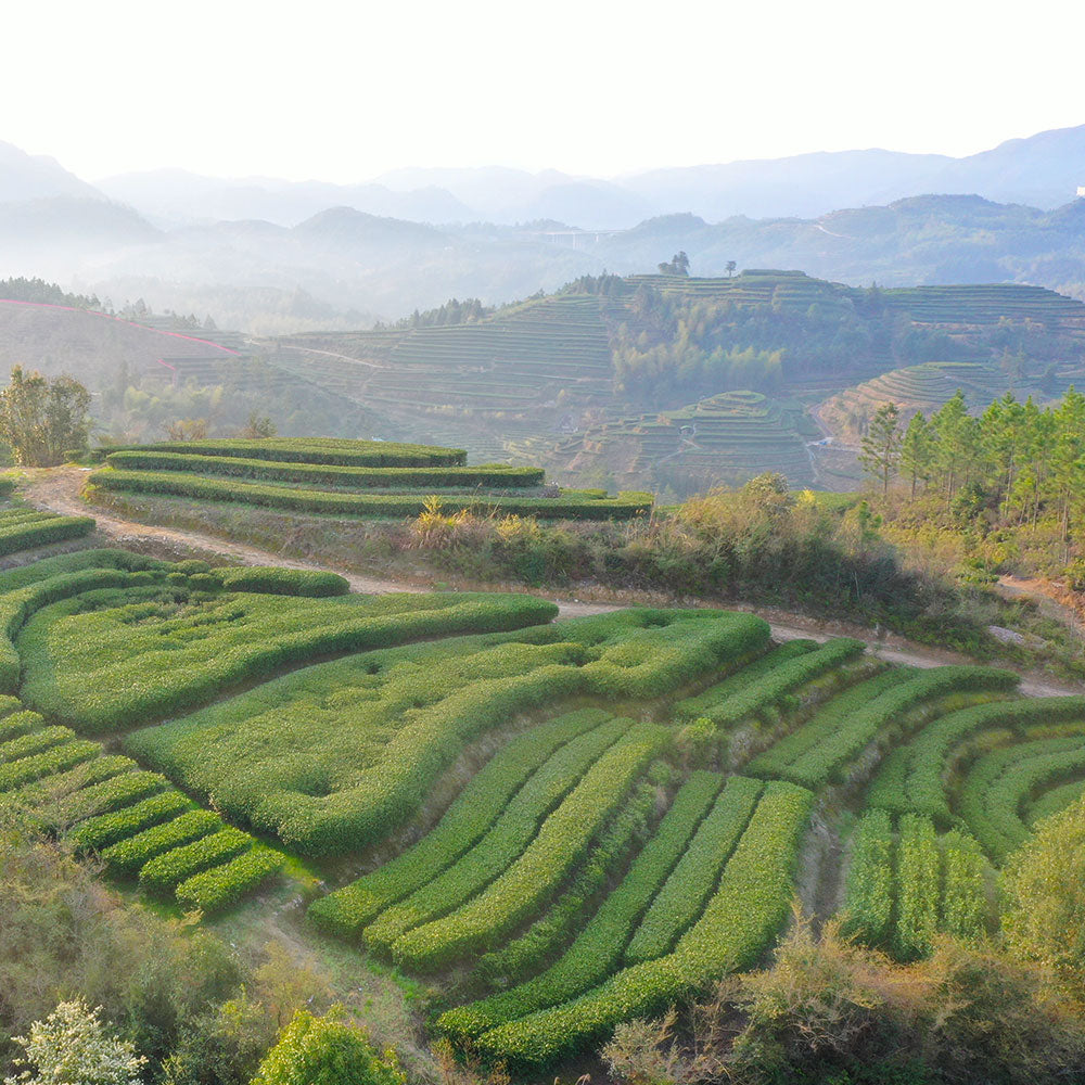  무상(无相)송압 차병 수미300g[WT03]