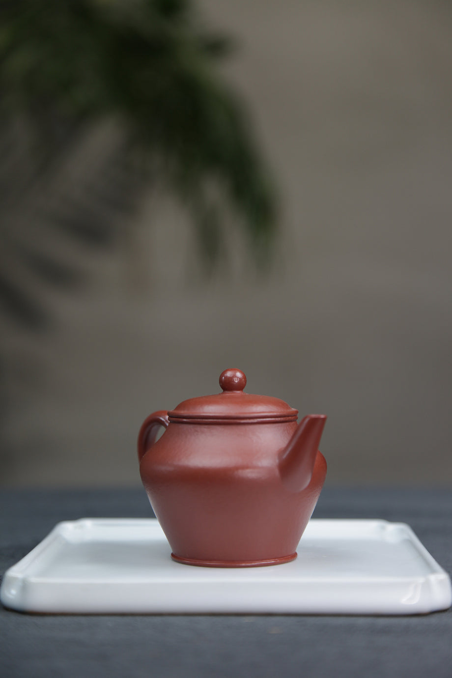 壺　植栽 壺型クレマチス・ヴィオルナ系 『茜の君』 | すべての商品 | | Junk