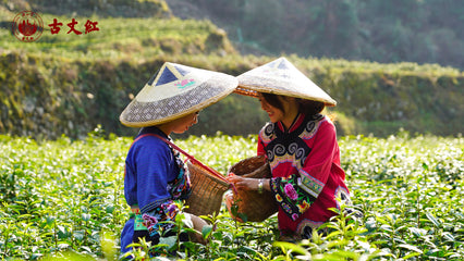 Guzhang JunMei Black Tea 100g Tin[JM15]