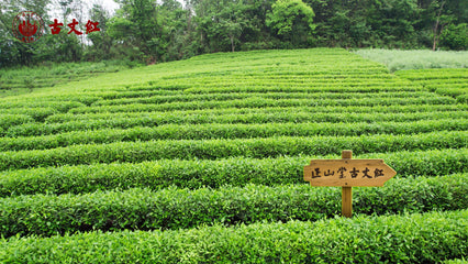 Guzhang JunMei Black Tea 100g Tin[JM15]