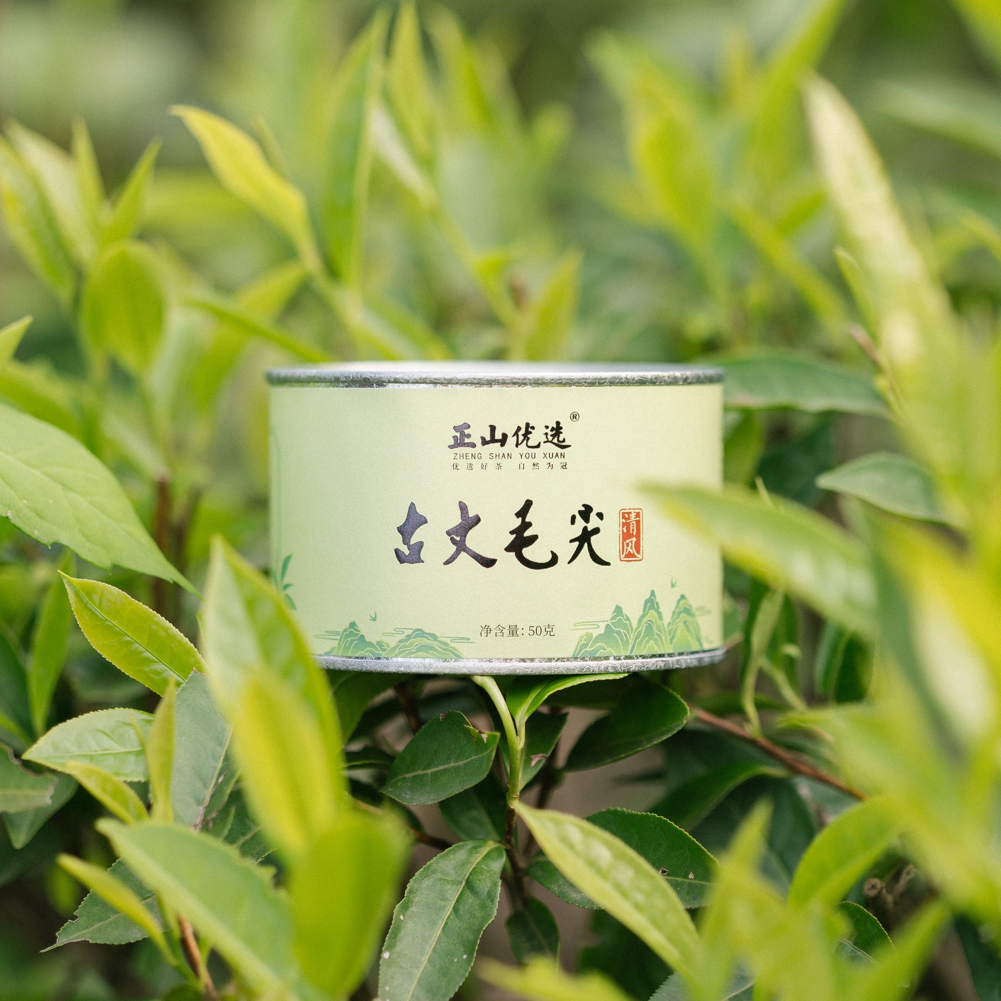 2026 Guzhang Maojian 古丈毛尖 Green Tea 50g Tin[GT09]