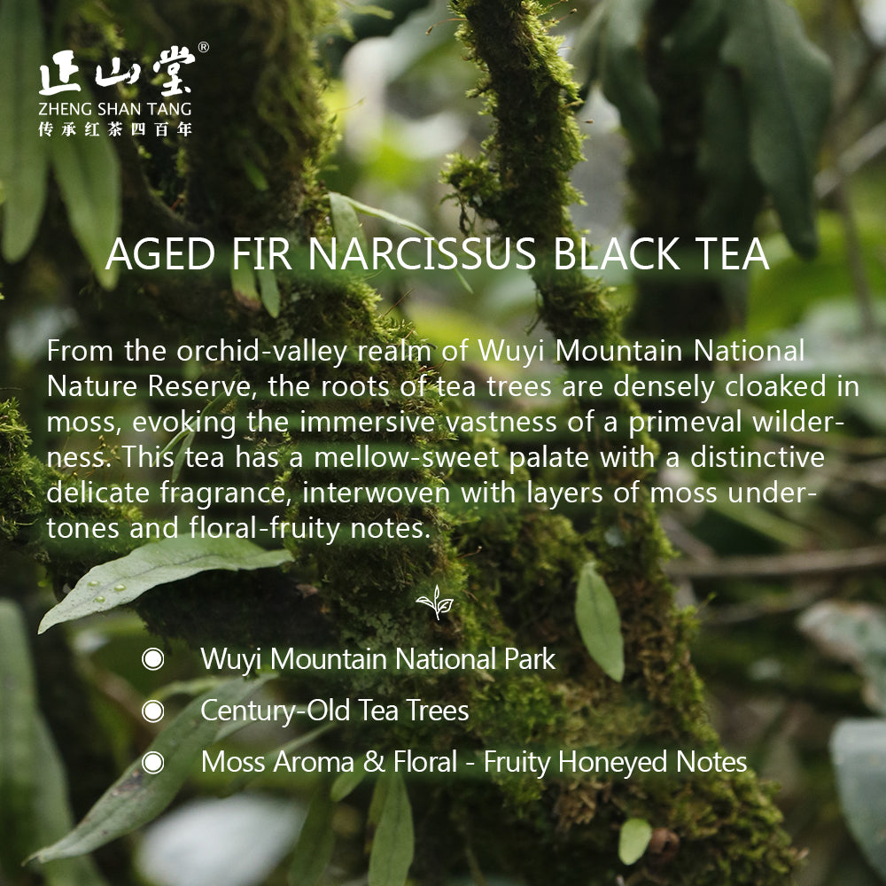 Aged Fir Narcissus 百年老枞 Black Tea 50g Tin[ZST02]