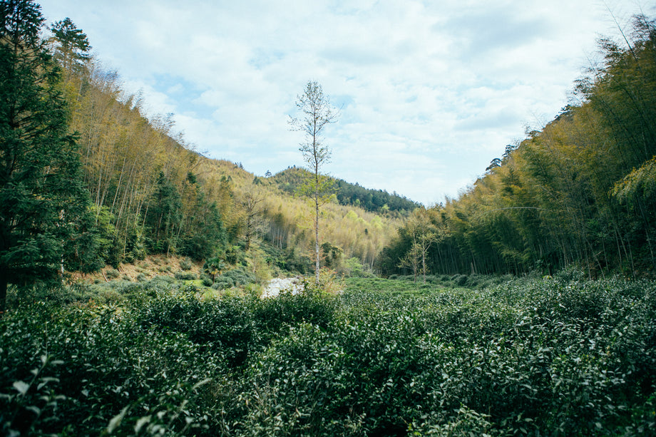 Shop fresh high-grade tea and tea sets directly from China
