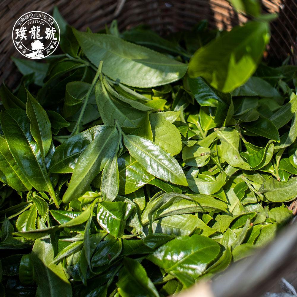 Pu Long Hao璞龙号-125g Ripe Pu‘er Tea - Lapsangstore