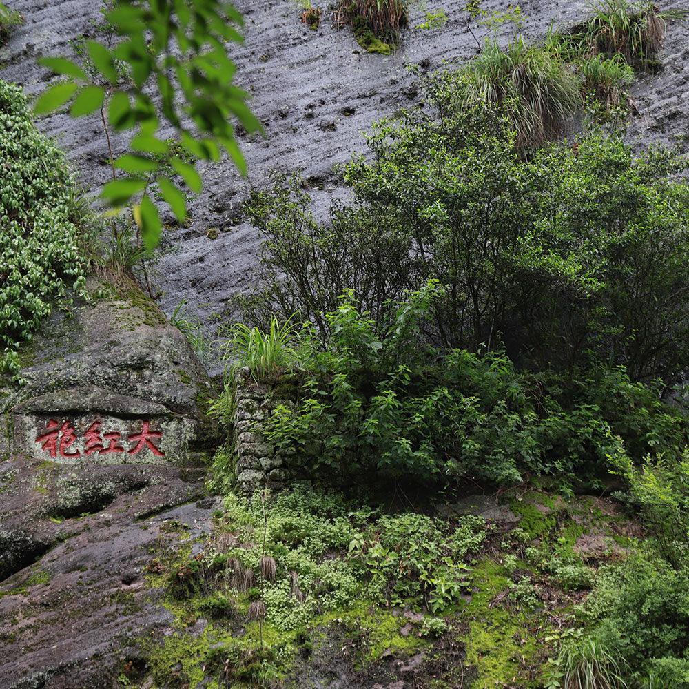 「Yanyu」Wit and Wisdom Series・Mountain in the Cup（青山入盏 ）Wuyi Rock Tea - Lapsangstore