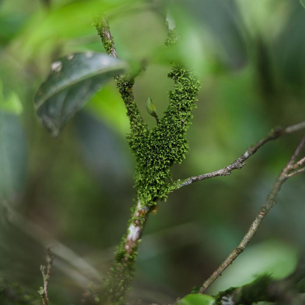「Yanyu」Brew the Mountain Series・Huiyuan Pit Old Fir Narcissus（慧苑坑老枞水仙 ）Wuyi Rock Tea - Lapsangstore