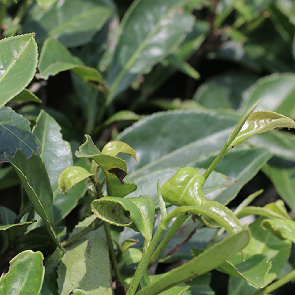 Zheng Shan Tea-White Tea Silver Needle - Lapsangstore