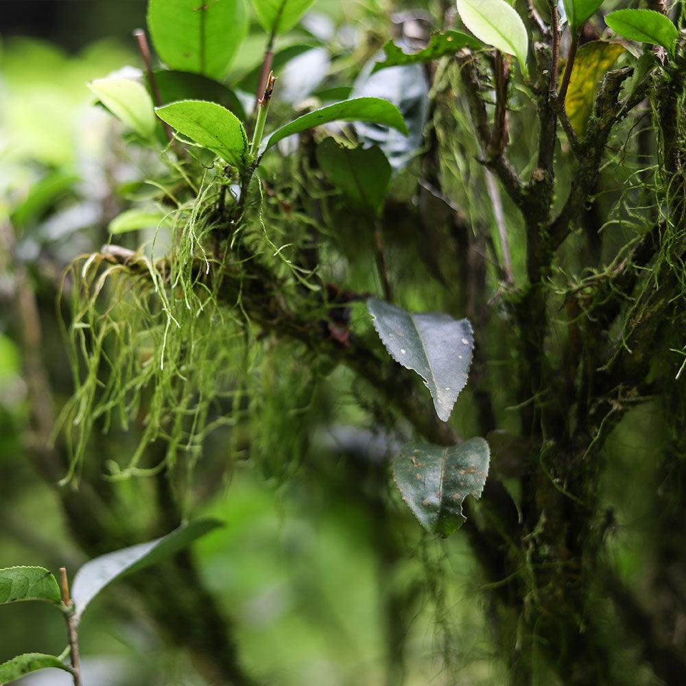 「Yanyu」Brew the Mountain Series・Huiyuan Pit Old Fir Narcissus（慧苑坑老枞水仙 ）Wuyi Rock Tea - Lapsangstore