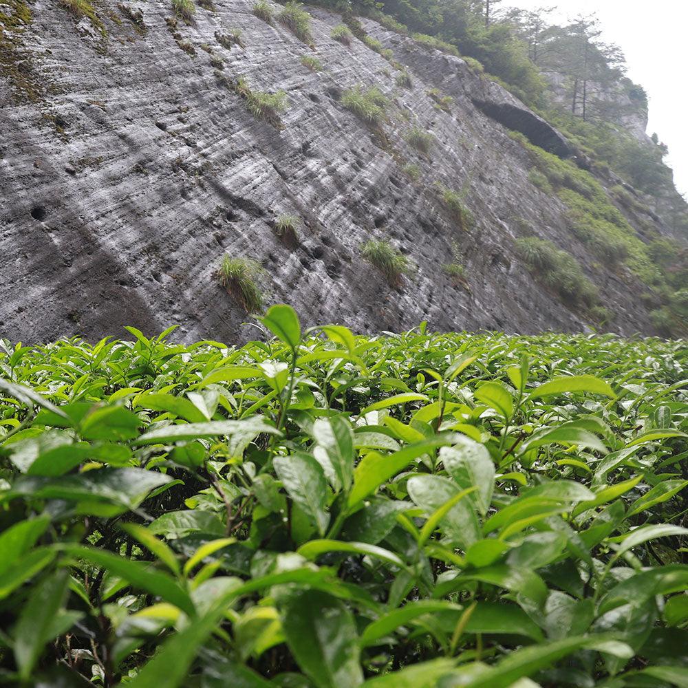 「Yanyu」Brew the Mountain Series・Nine Dragons Shelter Cinnamon（九龙窠肉桂 ）Wuyi Rock Tea - Lapsangstore