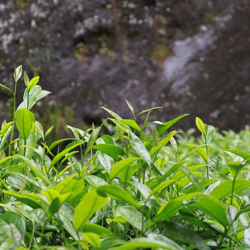 「Yanyu」Three and Two Series・Honesty Wuyi Rock Tea - Lapsangstore