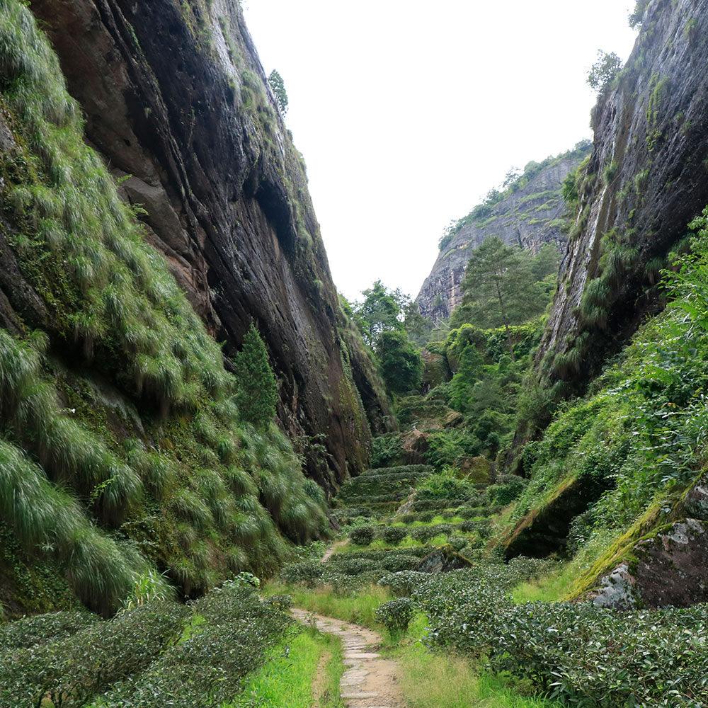 「Yanyu」Brew the Mountain Series・Cattle Ranch Pit Cinnamon Wuyi Rock Tea - Lapsangstore