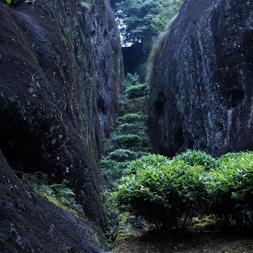 「Yanyu」Wit and Wisdom Series・Precious（天宝茗枞 ）Wuyi Rock Tea - Lapsangstore