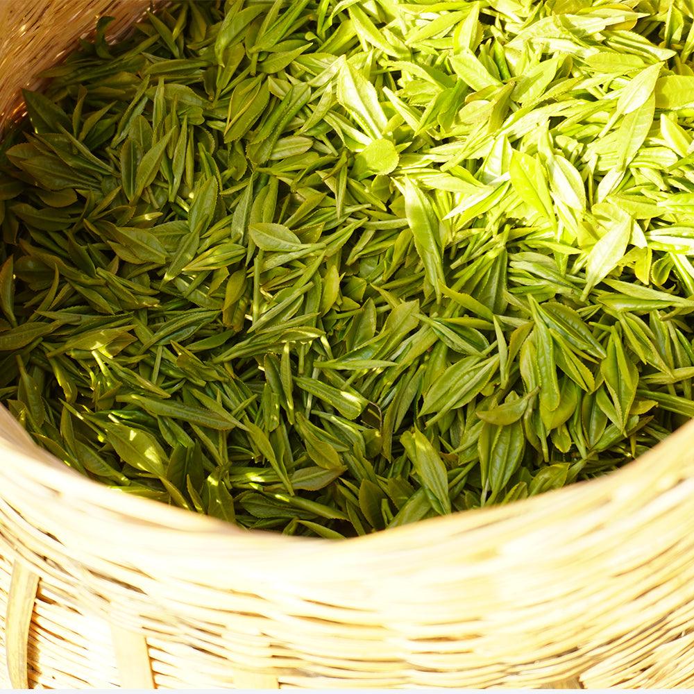 2022Top Grade Guzhang Maojian Pre-Qingming Green Tea 50g Tin - Lapsangstore