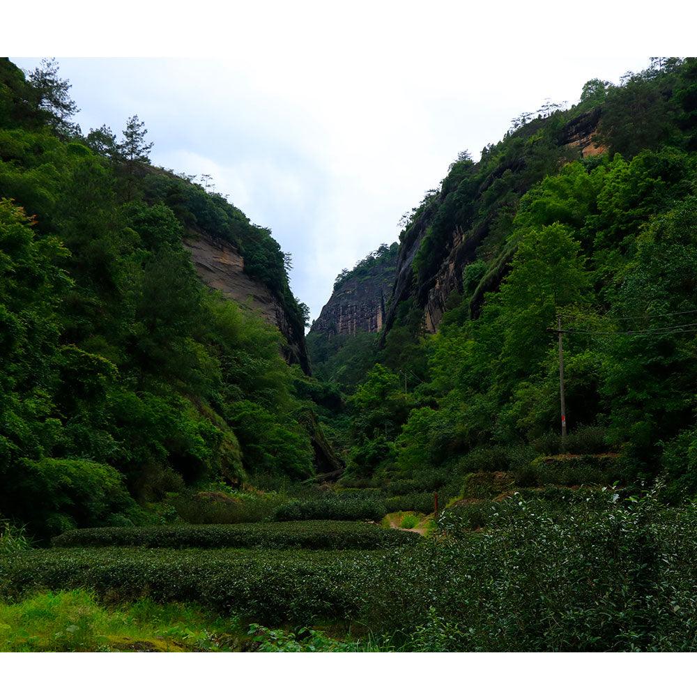 「Yanyu」Brew the Mountain Series・Cattle Ranch Pit Cinnamon Wuyi Rock Tea - Lapsangstore