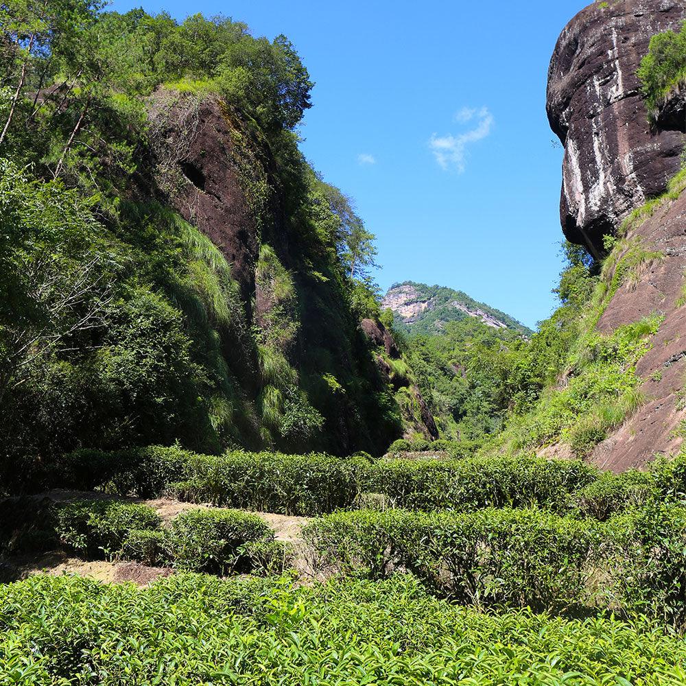 【Tea Sampler D】Featured Wuyi Rock Tea Collection - Lapsangstore