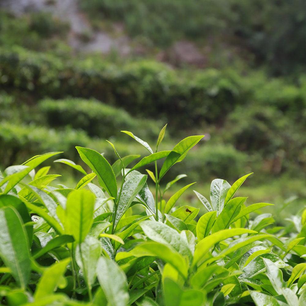 Rock Tea-Traditional Da Hong Pao - Lapsangstore