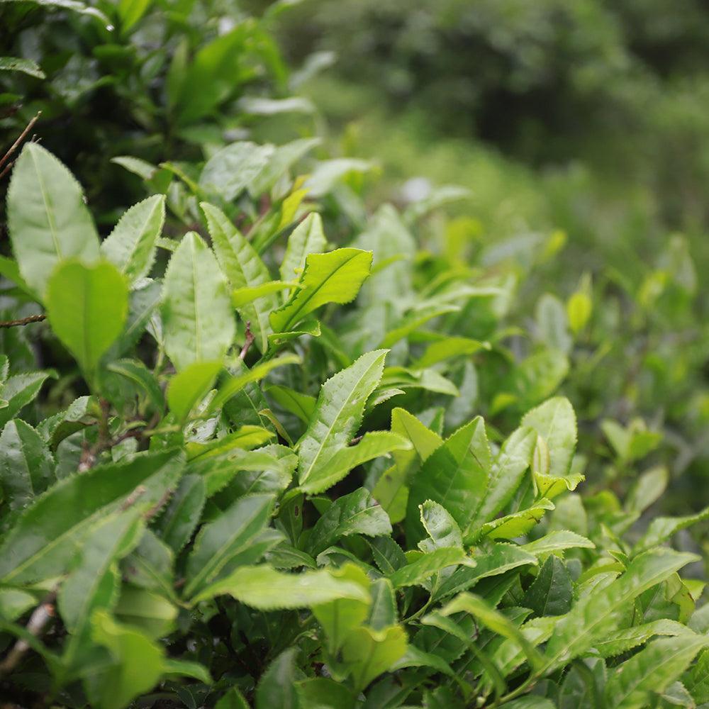 【Tea Sampler F】Wuyi Rock Tea Premium Assortment - Lapsangstore